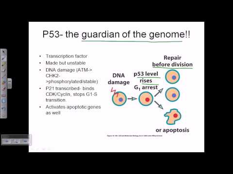 Video: Funktionella Konsekvenser Av Somatiska Mutationer I Cancer Med Hjälp Av Proteinfickbaserad Prioriteringsstrategi