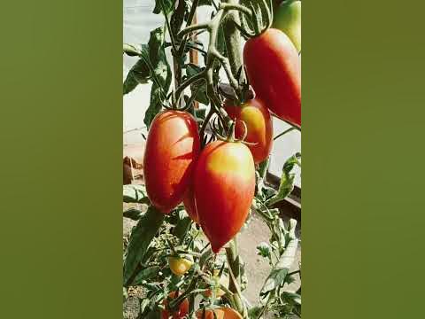 Томат Леденец - YouTube