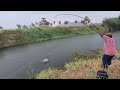 Cat fishes &amp; Tilapia fish Hunting by Fisherman|Traditional Hook fishing in village pond|Fishing