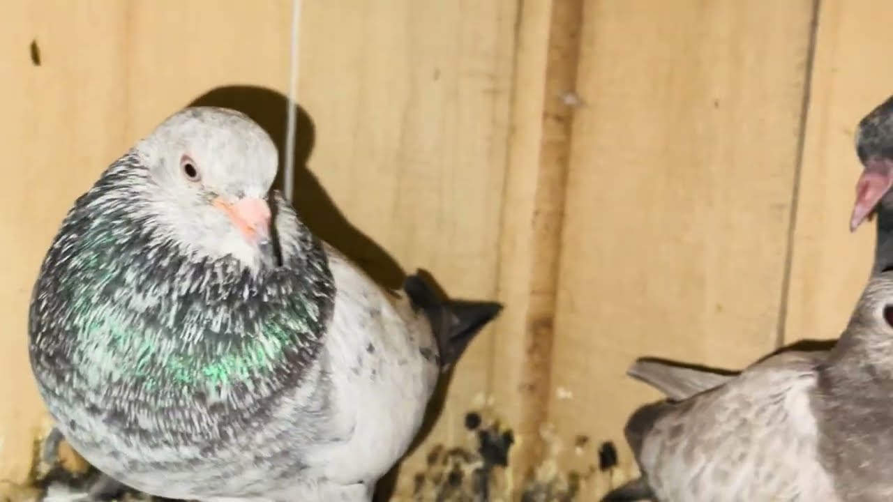 All Setup Liya 03331670248