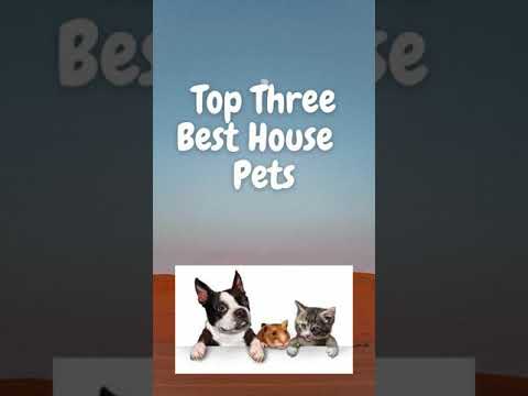 Top Three Best House Pets | #shorts