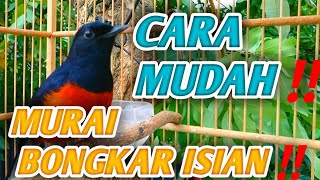 Mudah Sekalicara Agar Murai Batu Bongkar Isian Saat Digantang