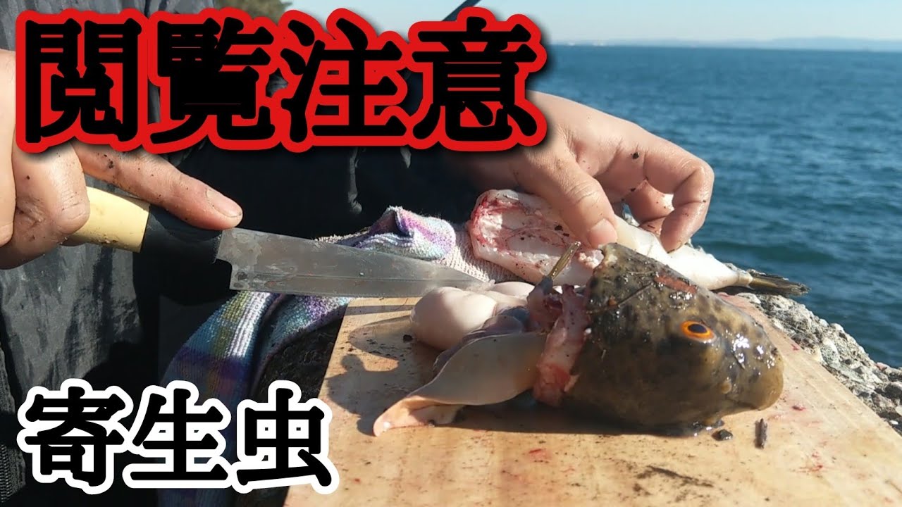閲覧注意 釣った魚から寄生虫フィロメトラか 黒い寄生虫 魚 Youtube