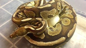 2017 Ball Python Clutch #1!