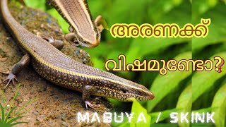 അരണ - നമ്മുടെ വീട്ടിലെ നിത്യ സന്ദർശകൻ | Mabuya ||The Indian Forest Skink | Sphenomorphus indicus