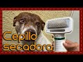 Conoce a: Cepillo secadora para perros y gatos