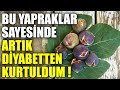 Şeker Hastalığından Kurtaran Yapraklar ! GÜNDE 1 BARDAK İÇMENİZ YETERLİ !