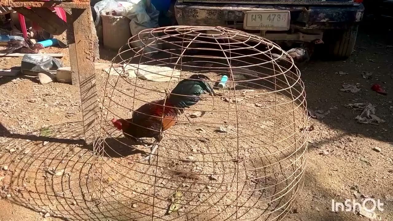 ไก่หนุ่มลงดิน เปลี่ยนทรายในกรง