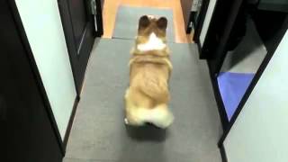 Corgi Twerking- Funny Videos