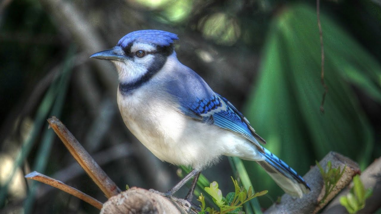Amazing Blue Jay Calls Up Close And Loud Youtube