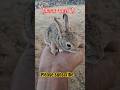 "इतना प्यारा खरगोश का बच्चा आपने पहले नहीं देखा होगा! 🐰❤️""Cute Baby Rabbit Playing – Must Watch! 🐇✨