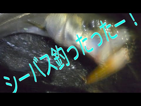 シーバスを狙ってみました！ベイトタックルでシーバスゲーム！