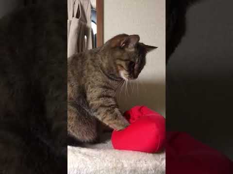 ふみふみ猫