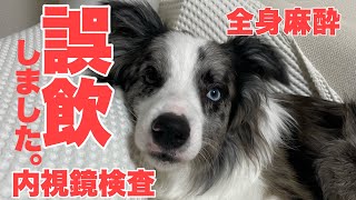 【緊急病院】犬用の靴下を誤飲してしまいました、、、。誤飲の怖さ。 by サスケん家 1,970 views 13 days ago 8 minutes, 21 seconds