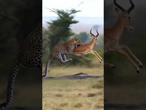 Leopard's Incredible Leap to Catch an Impala #leopard #impala #wildlife thumbnail