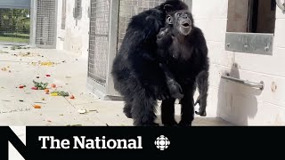 #TheMoment Vanilla the chimpanzee sees the sky for the first time