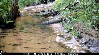 August 2018 Trail Camera Highlights. A Michigan creek.