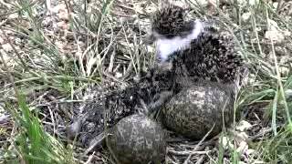 Spurwing Plovers at their Nest