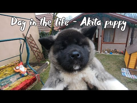 Life with an American Akita puppy! Our daily routine with a 10 weeks old Akita