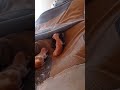 Just a few hours old