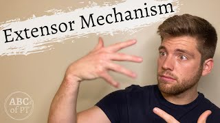 The Extensor Mechanism | UNDERSTAND the HAND