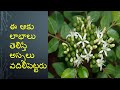 Health Benefits of Curry Leaves | Uses of Karivepaku  | weight loss | controls blood sugar