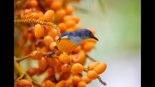 4K) Breathtaking Colorful Birds of the Rainforest - 1HR Wildlife Nature Film + Jungle Sounds in UHD