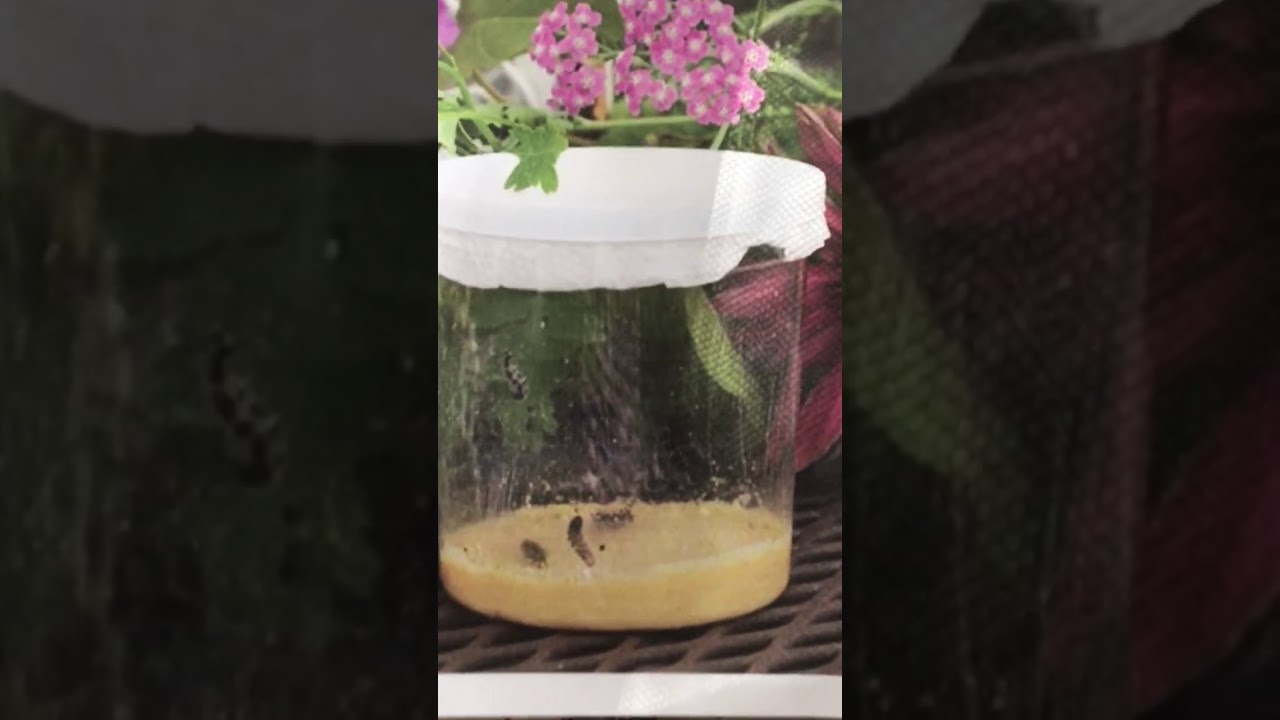 How do animals get their nutrients. - YouTube