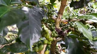 Download Lagu LAGU GAYO UNUNG UNUNG MP3