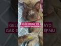 BABU USIL, NGERUMAT ANGEL TENAN #catshorts #catstory #funnyvideos #ngobati #komunitaskucing #comedy