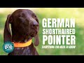 German Shorthaired Pointer Dog Breed Guide | Dogs 101