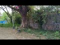 Walking Through A Forest With Old Shrines in Bulacan