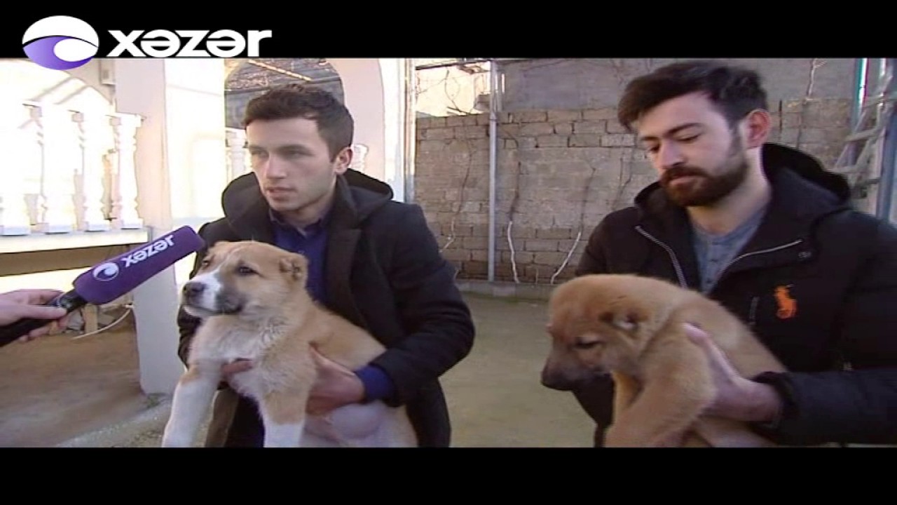 Milli it cinsi - QURDBASAR