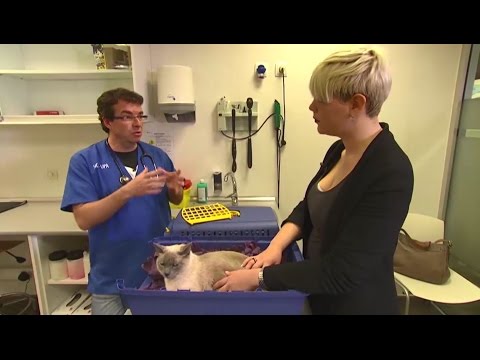 Vídeo: Malalties Del Cor I Nutrició En Gats Veterinari Diari