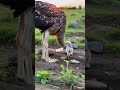 страус #animals #birds #automobile #wildlife #ostrich