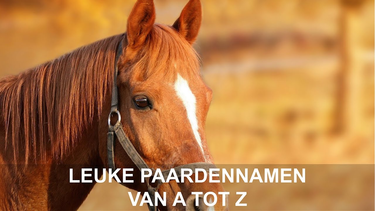 meester Periodiek Verwaarlozing Leuke paardennamen - Van A tot Z - YouTube