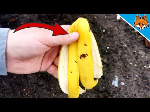 Bury Banana Peel in your Garden and WATCH WHAT HAPPENS 💥