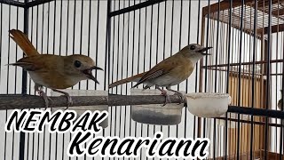 Nembak nya kebangetan SRDC Nembak Kenari Bikin Lawan Emosian, Coba pancing Burung di rumah
