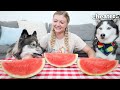 Watermelon Eating Contest vs My Huskies!