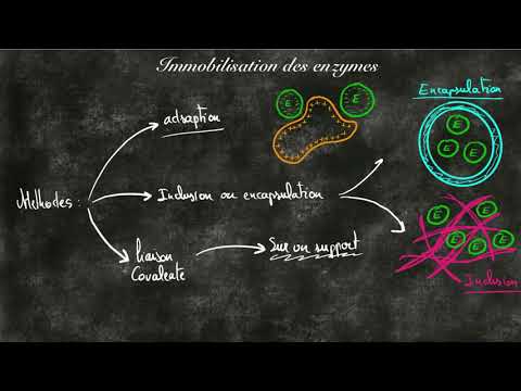 Vidéo: Qu'entend-on par immobilisation enzymatique?