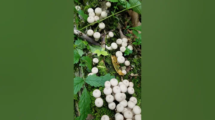 Puffball Mushrooms