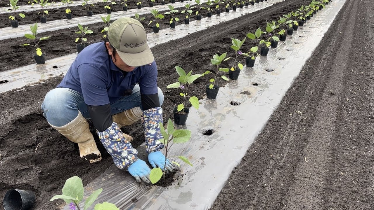 なす栽培・植え付け「植える前に知っておくと苗の育ちが良くなります」22/4/20