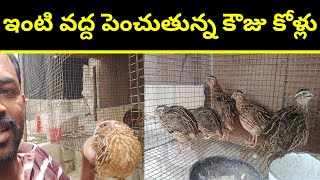Pet Quail's details | How to know male & female | @youngfarmeratoztelugu