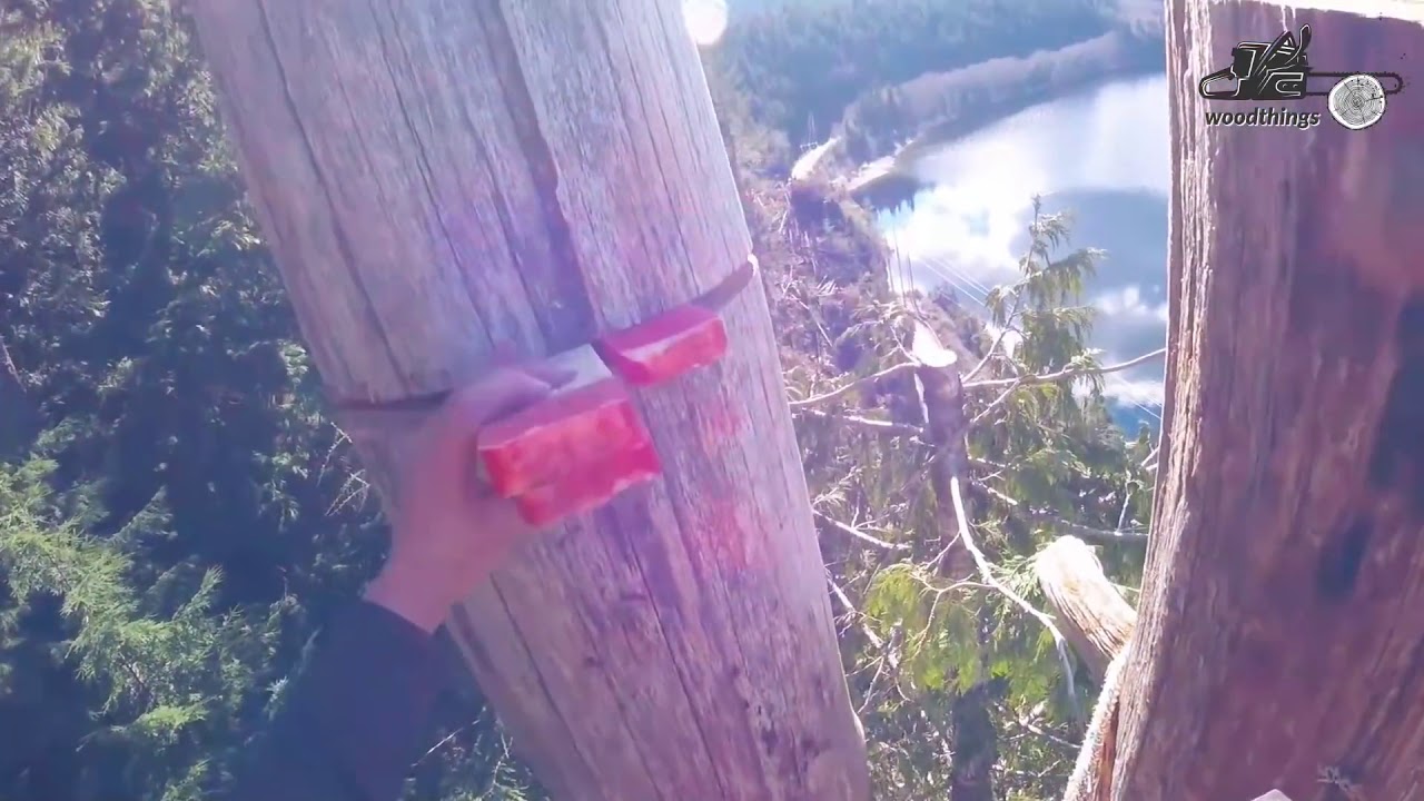 Huge Cedar Trees Felling Climbing with Chainsaw Machines! Dangerous ...