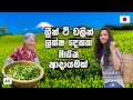 චූටි ආච්චිගේ ග්‍රීන් තේ ෆැක්ටේරිය | HOW TO MAKE JAPANESE GREEN TEA | 日本の緑茶 | Hithumathe JAPAN |4K