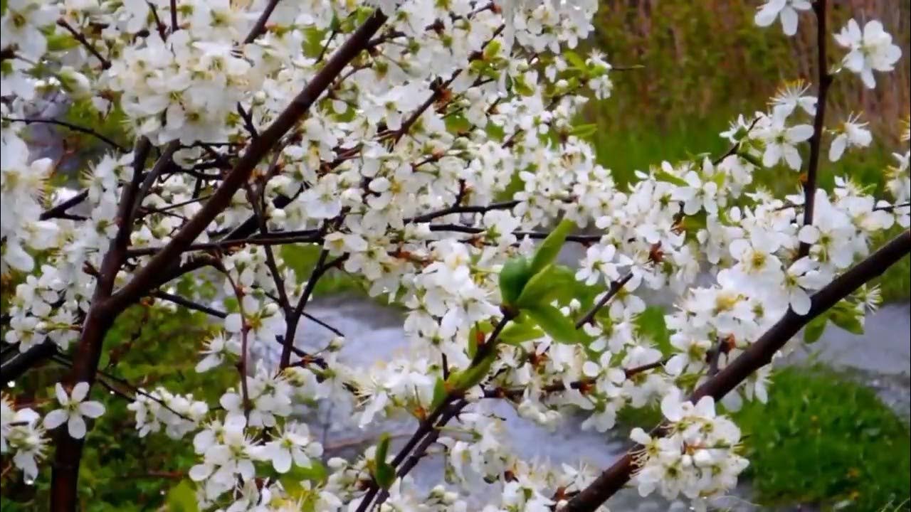 Осенний сон - YouTube