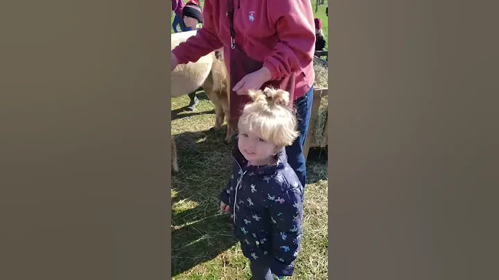 Aivy and ronnie alpacs