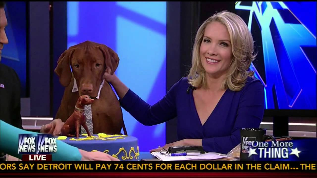 dana perino vizsla