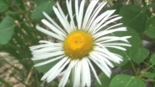 Peer Massage: Flowers