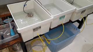 Mini catfish hatchery setup